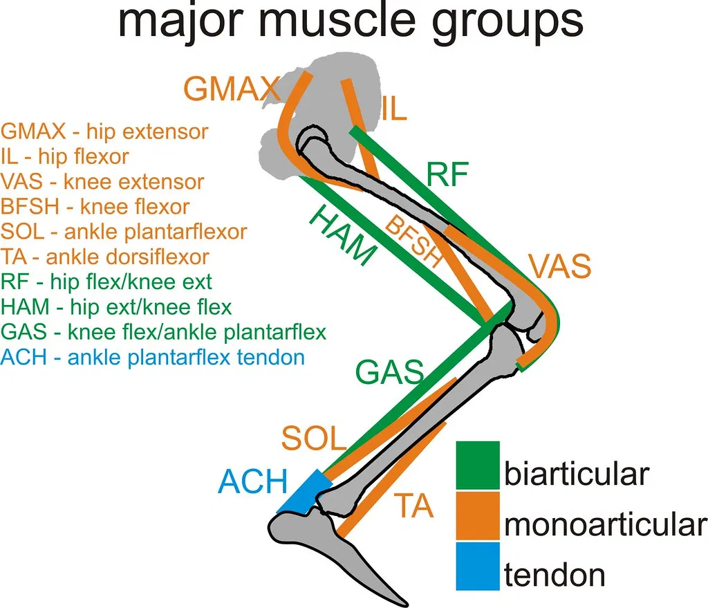 biarticular muscles leg